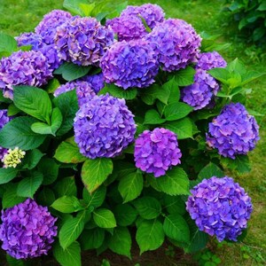 Purple Hydrangea Seeds – Beautiful Hardy Perennial Flowering Garden Plant