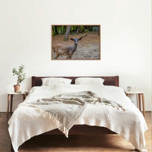 May include: A framed photograph of a deer standing in a forest setting. The deer has brown fur and small antlers. The photograph is displayed above a bed with white bedding and a decorative throw blanket.