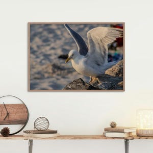 May include: A framed photograph of a seagull with its wings partially spread, perched on a rock. The bird has white and gray feathers, a yellow beak, and is set against a blurred beach background. The image is in a wooden frame.