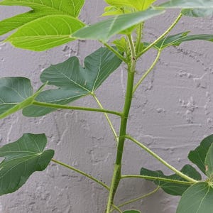 Fey medsiyen beni (ti mapou)monsara