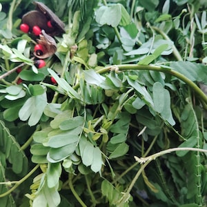 May include: Close-up of a collection of fresh green leaves and stems, with a few seed pods. The seed pods are brown and open, revealing bright red seeds. The leaves are various shapes and sizes, creating a natural, organic texture.