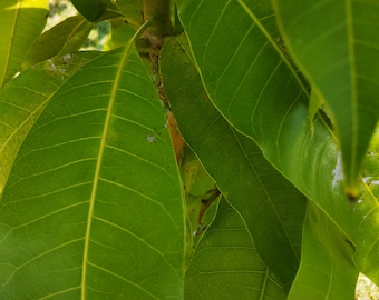 Fey Mango