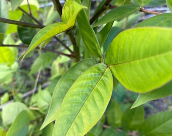 Fey Pwa Pyant (kinkeliba)