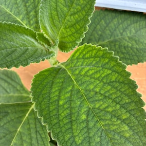 Può includere: Primo piano di foglie verdi vibranti con bordi seghettati. Le foglie mostrano un motivo dettagliato di venature e sottili variazioni di colore, evidenziando la consistenza e la struttura naturale della pianta. L'immagine mette in risalto l'aspetto fresco e sano della pianta.