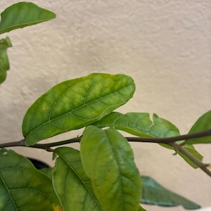 May include: Close-up of a plant branch with several green leaves. The leaves have a prominent vein structure and some yellowing, indicating potential nutrient deficiency. The background is a neutral, off-white colour.
