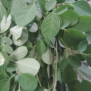 Könnte beinhalten: Nahaufnahme von frischen grünen Moringa-Blättern. Die Blätter sind oval geformt und dicht an den Stielen angeordnet. Das Bild zeigt die natürliche Textur und Farbvariationen der Blätter, mit einigen helleren Grüntönen.