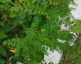 May include: A close-up shot of lush green foliage, showcasing a variety of leaves and small, round buds. The leaves are a vibrant green, with a mix of shapes and sizes. The image is well-lit, highlighting the textures and details of the plants.