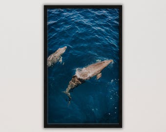 Into the Blue | Dolphin Wildlife Photography | Deep Ocean Wall Art | Digital Download