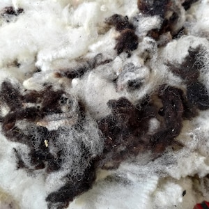 Jacob sheep wool - washed fleece with some vegetable matter - spinning and felting - 100 g
