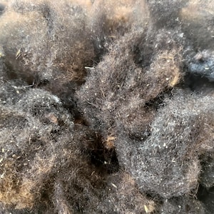 Jacob x Tsigai sheep wool - washed fleece with some vegetable matter - spinning and felting - 100 g