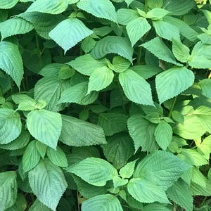 Shiso live plants, perilla, homegrown, organic.