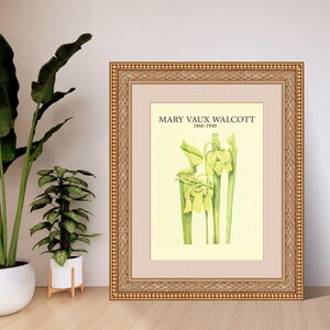 Yellow Pitcherplant by Mary Vaux Walcott | Botanical Digital Art Print | A4 A3 8x10 US Letter | Instant Download PDF