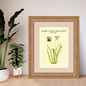 Sweet Pitcherplant by Mary Vaux Walcott | Botanical Digital Art Print | A4 A3 8x10 US Letter | Instant Download PDF