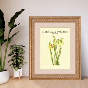 Pale Pitcherplant by Mary Vaux Walcott | Botanical Digital Art Print | A4 A3 8x10 US Letter | Instant Download PDF