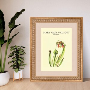Catesby Pitcherplant by Mary Vaux Walcott | Botanical Digital Art Print | A4 A3 8x10 US Letter | Instant Download PDF