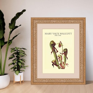 California Pitcherplant by Mary Vaux Walcott | Botanical Digital Art Print | A4 A3 8x10 US Letter | Instant Download PDF