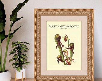 Vintage Monkey-flower Botanical Print: Wild Flowers of