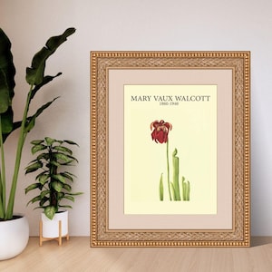 Sarracenia Drummondii by Mary Vaux Walcott | Botanical Digital Art Print | A4 A3 8x10 US Letter | Instant Download PDF