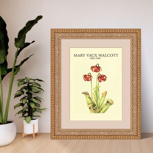Northern Pitcherplant by Mary Vaux Walcott | Botanical Digital Art Print | A4 A3 8x10 US Letter | Instant Download PDF
