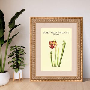 White-top Pitcherplant by Mary Vaux Walcott | Botanical Digital Art Print | A4 A3 8x10 US Letter | Instant Download PDF