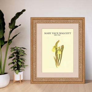 Hooded Pitcherplant by Mary Vaux Walcott | Botanical Digital Art Print | A4 A3 8x10 US Letter | Instant Download PDF