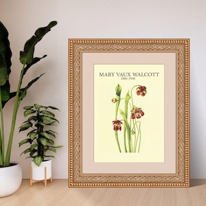 Red Pitcherplant by Mary Vaux Walcott | Botanical Digital Art Print | A4 A3 8x10 US Letter | Instant Download PDF