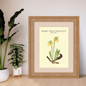Sarracenia Minor by Mary Vaux Walcott | Botanical Digital Art Print | A4 A3 8x10 US Letter | Instant Download PDF