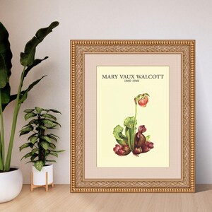 Southern Pitcherplant by Mary Vaux Walcott | Botanical Digital Art Print | A4 A3 8x10 US Letter | Instant Download PDF