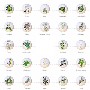 May include: A collection of 20 round white ceramic knobs with illustrations of various herbs and spices. Each knob features a different herb or spice, including allspice, anise, basil, bay leaves, chervil leaf, cinnamon, clove, coriander cilantro, cumin, dill weed, fennel, Greek oregano, horehound, lavender, marjoram, mint leaves, mustard, nutmeg, oregano leaves, parsley, rosemary, sage, tarragon, and thyme.