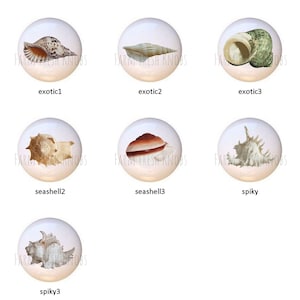 May include: A collection of 12 different seashells, each displayed on a white background. The shells are a variety of shapes, sizes, and colors, including brown, white, and beige.