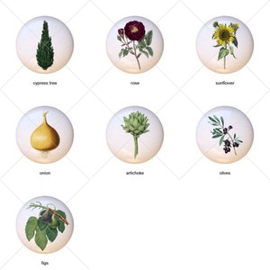 May include: A set of 12 vintage botanical illustrations, each depicting a different plant or animal. The illustrations are in a white circle with a white background and a black outline. The illustrations include a lemon, onion, artichoke, olives, trebbiano grapes, cannolo grapes, figs, a cypress tree, a rose, a sunflower, a wild pig, and a vase with branches.