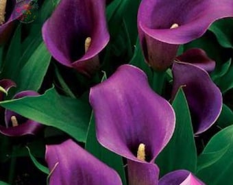 5 zaden Calla Lelie Mix Kleur |