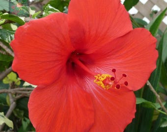 15 graines d'hibiscus rouge |
