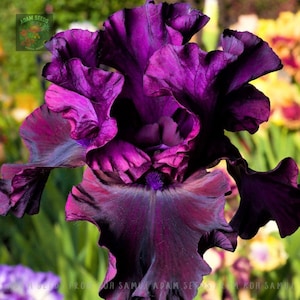 Peut inclure: Gros plan sur une fleur d'iris violet foncé aux pétales froissés. La fleur a une texture veloutée et un centre sombre. L'image est bien éclairée, mettant en valeur les détails complexes et les variations de couleur de la fleur. L'arrière-plan est flou.