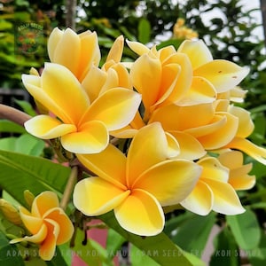 5 Seeds Plumeria Yellow | Fragrant Tropical Flower | Non GMO | Heirloom |