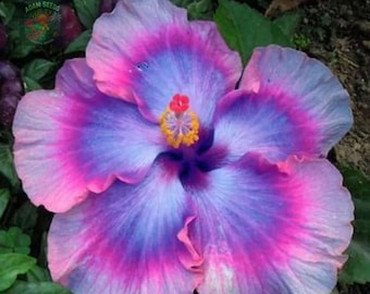 巨大な紫色のハイビスカス 20粒 | 大胆な熱帯の多年草 | 受粉者に