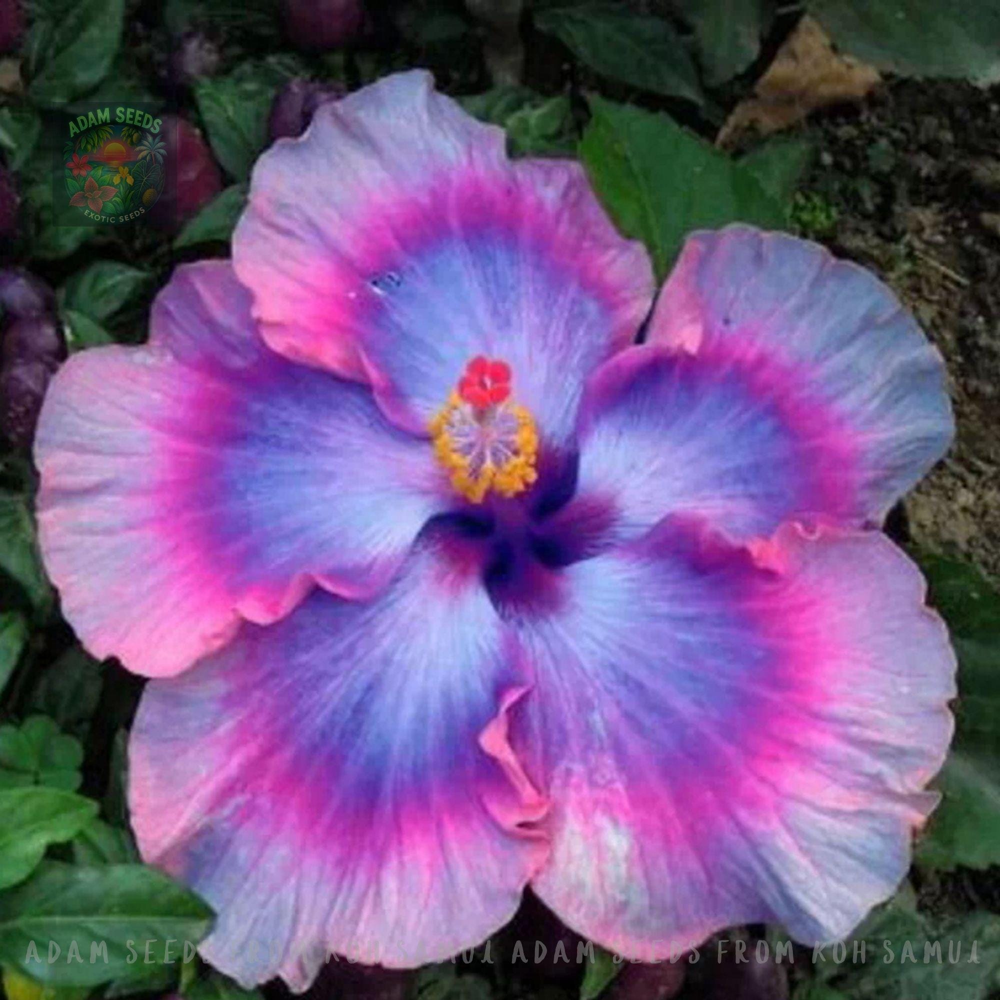 Blue hibiscus seeds - Etsy 日本