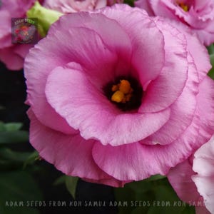 20 Seeds Eustoma Pink | Elegant Lisianthus Flower |  Delicate Blooms for Garden or Bouquet | Nom  GMO Seeds |