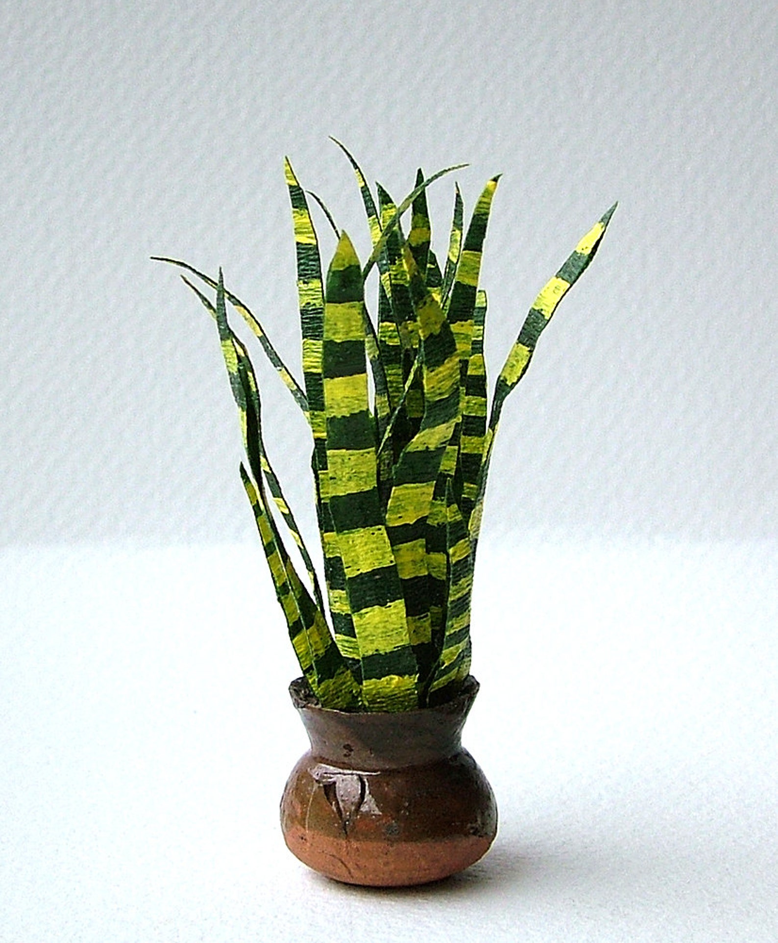 Miniature houseplant Sansevieria Snake Plant Etsy