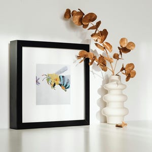 Art print - Blue banded bee buzzing to a dianella