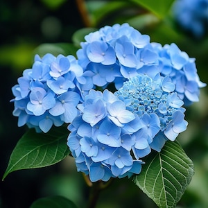 Blue Hydrangea Seeds – Beautiful Blooming Shrubs for Vibrant Gardens, Easy-to-Grow Ornamental Flower Seeds