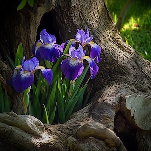Purple Iris Seeds – Vibrant Perennial Flowers for Elegant Gardens, Easy to Grow Flower Seeds