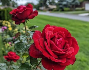 Deep Red Roses Flower Seeds - 20 Seeds - Code 826 - Etsy Canada