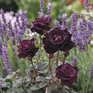 Black Baccara Rose Seeds | Rare Deep Red-Black Blooms for Garden & Cut Flowers | Elegant Romantic Rose