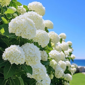 White Hydrangea Seeds – Elegant Blooming Shrubs for Classic Gardens, Easy-to-Grow Ornamental Flower Seeds