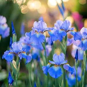 Blue Iris Seeds – Stunning Blooming Perennials for Vibrant Gardens, Easy-to-Grow Flower Seeds