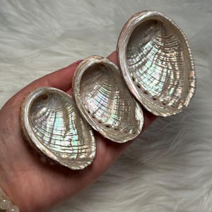 Op de afbeelding: Drie iriserende abalone schelpen met een glad, parelmoerachtig binnenoppervlak. De schelpen vertonen een natuurlijk verloop van glinsterende kleuren, waaronder roze, groen en blauw, met een reeks kleine, uitgelijnde gaatjes langs de rand.