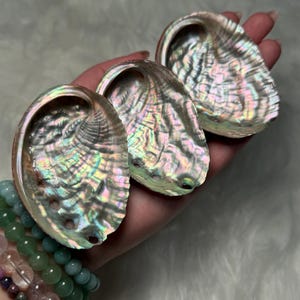 Abalone Shell - Crystal - Natural - Gemstone - 7cm