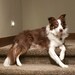 RescuedByWilla