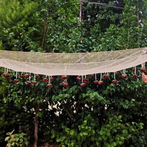 Puede incluir: Un dosel decorativo hecho de tela transparente de color crema, adornado con pequeños puntos blancos. El dosel está suspendido sobre un exuberante follaje verde y decorado con acentos florales rojos colgantes. La escena está sostenida por postes de madera.